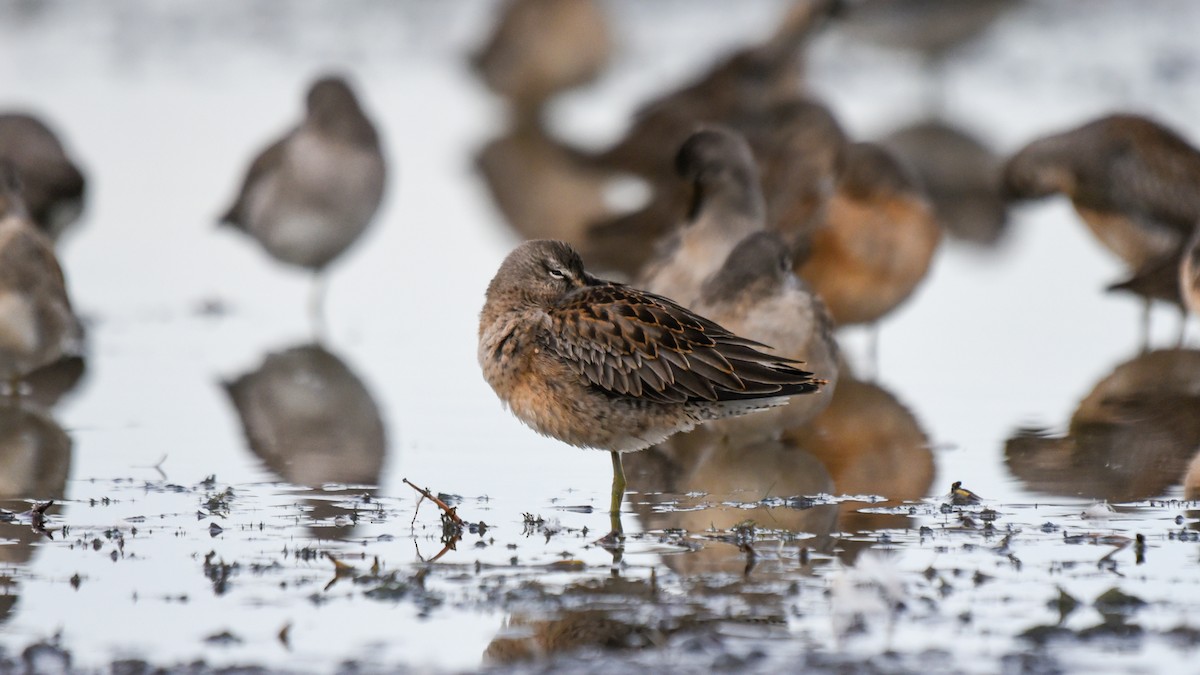 Long-billed Dowitcher - ML624055157