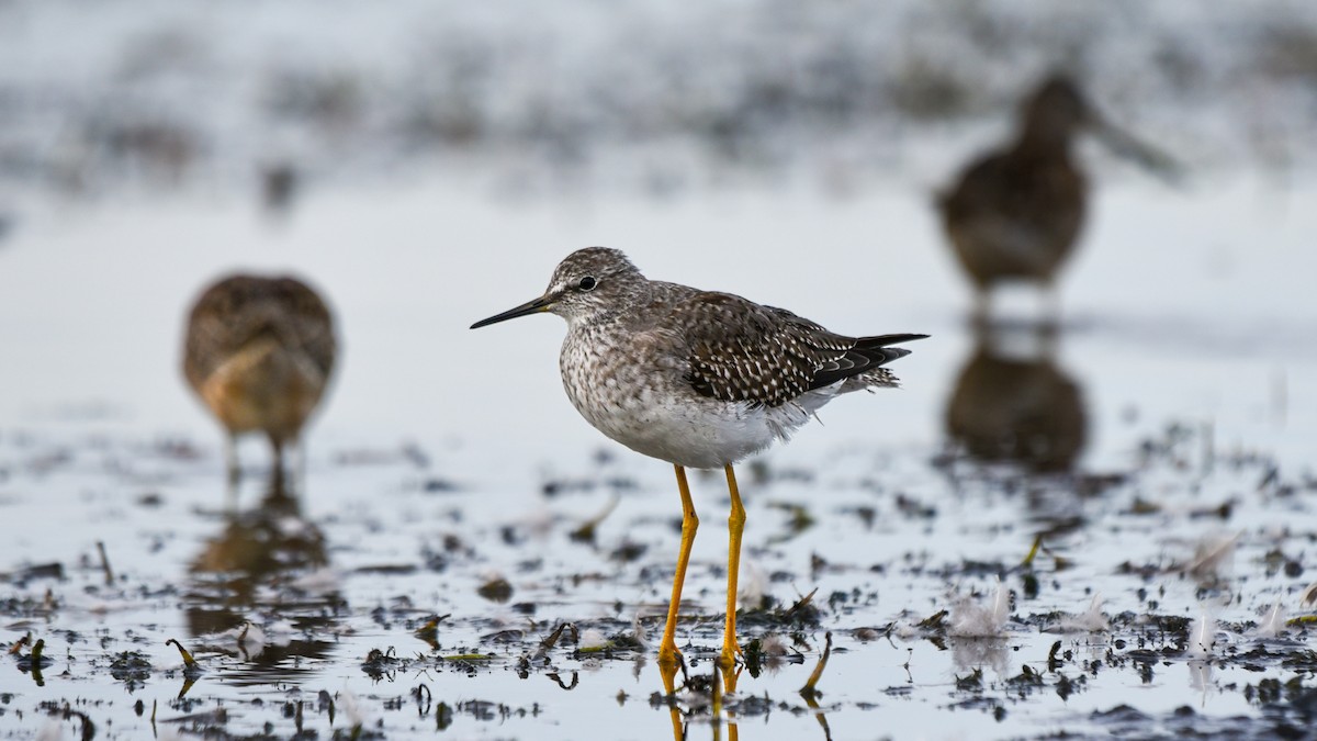 Lesser Yellowlegs - ML624055183