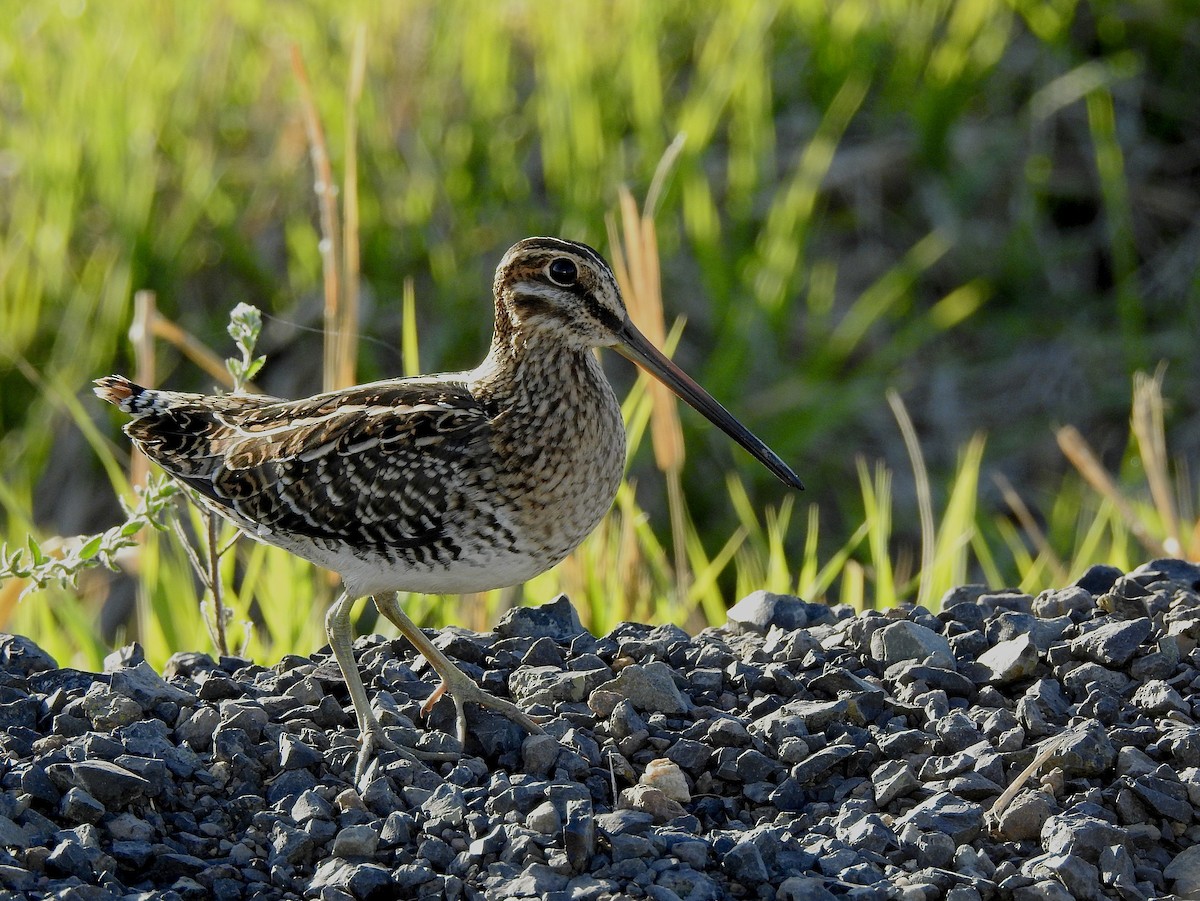 Wilson's Snipe - ML624055212