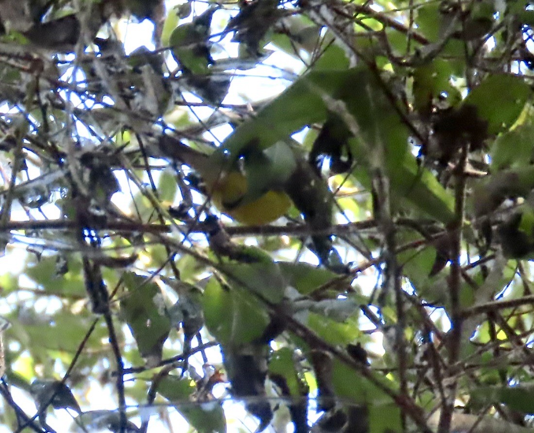 Canada Warbler - ML624055220