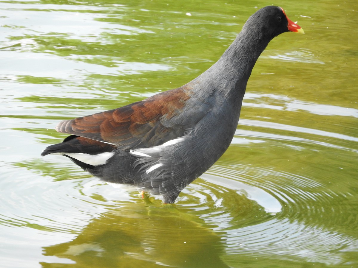 Common Gallinule - ML624055237