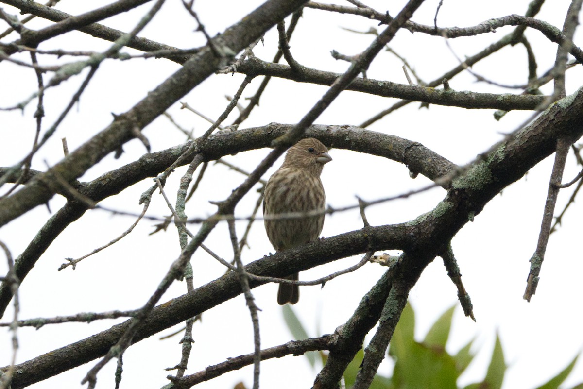 House Finch - ML624055250