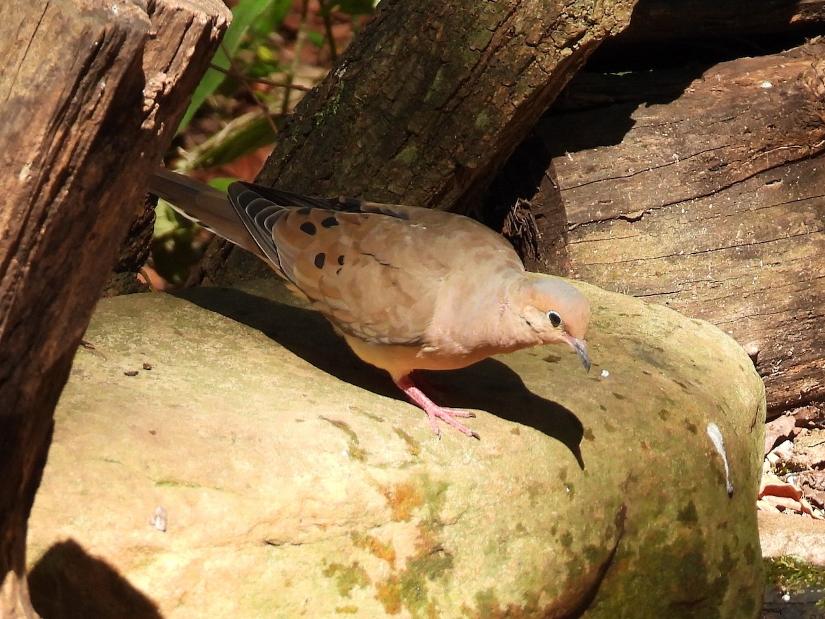 Mourning Dove - ML624055259