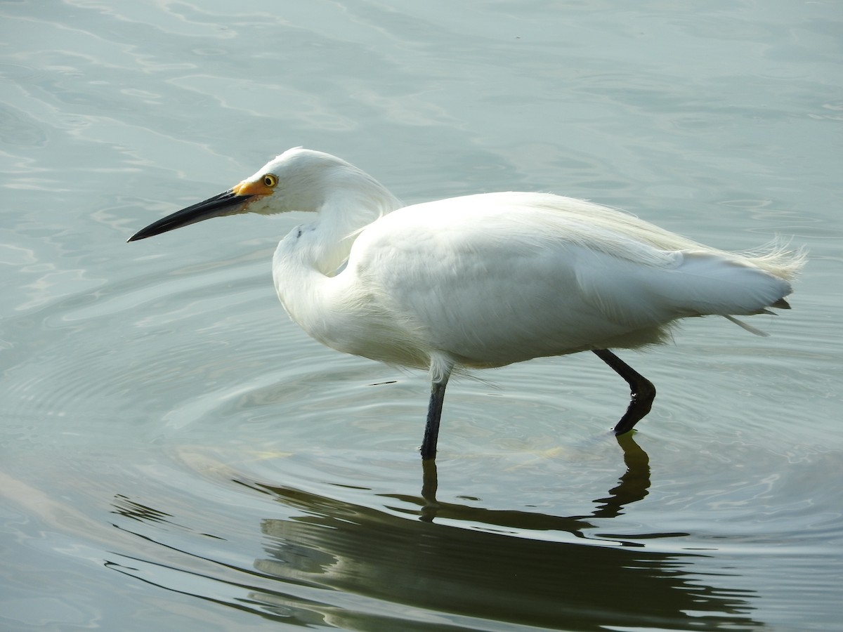 Snowy Egret - ML624055276