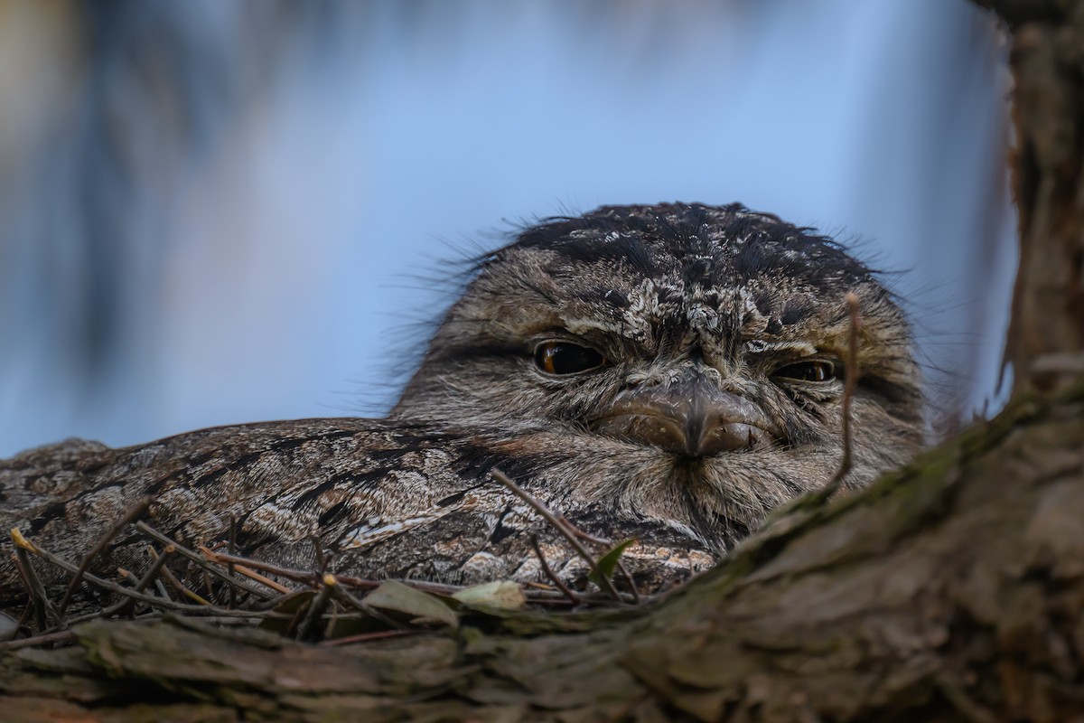 Tawny Frogmouth - ML624055278