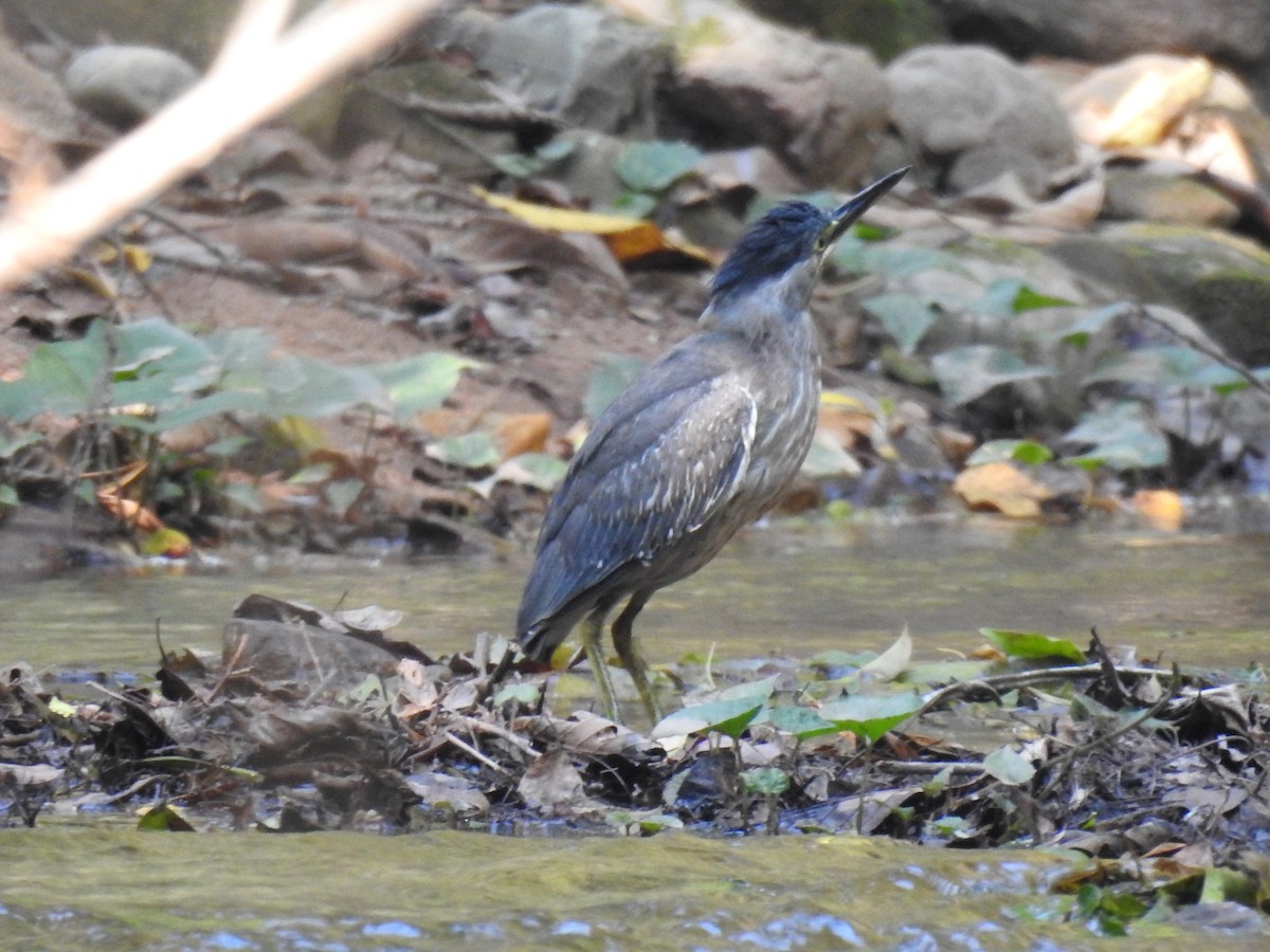 Striated Heron - ML624055280