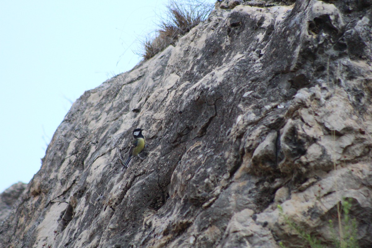 Great Tit - ML624055283