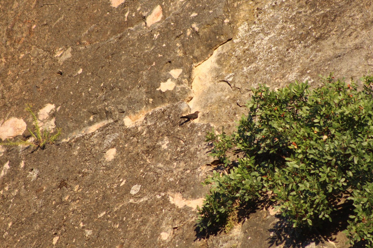 Eurasian Blackbird - ML624055291