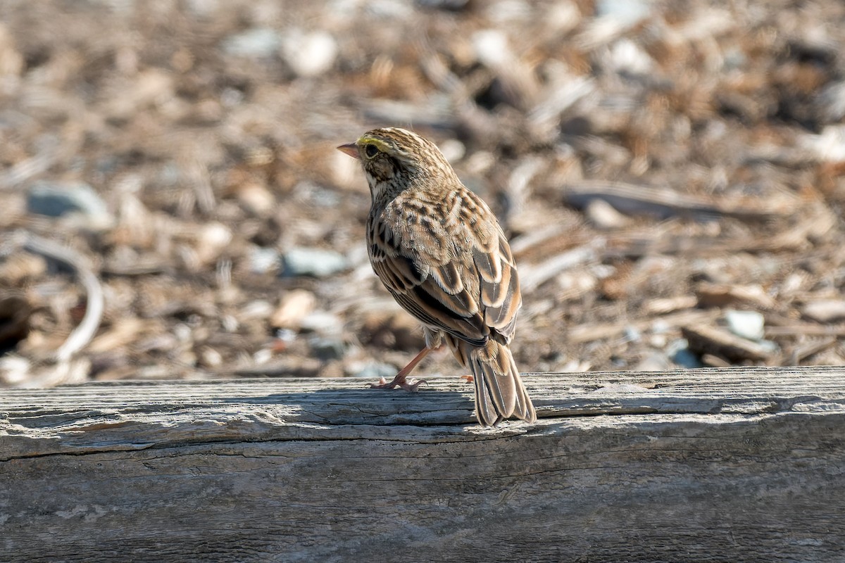 Savannah Sparrow - ML624055298