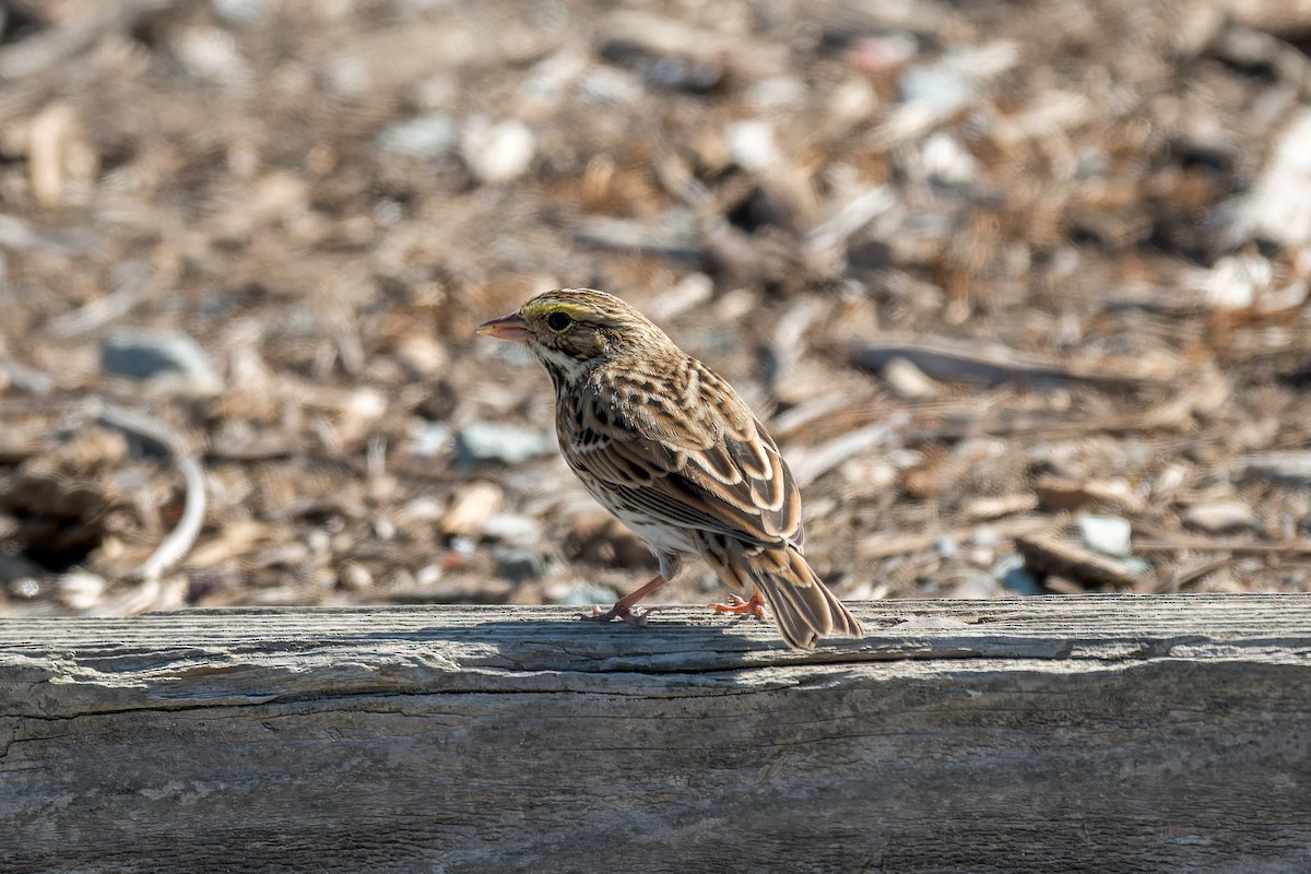 Savannah Sparrow - ML624055301