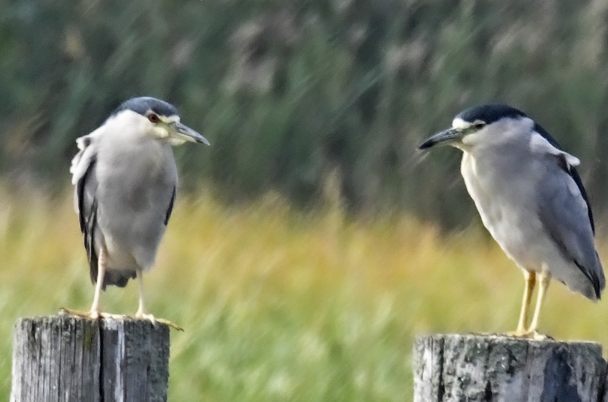 Ногоовор зашин - ML624055304