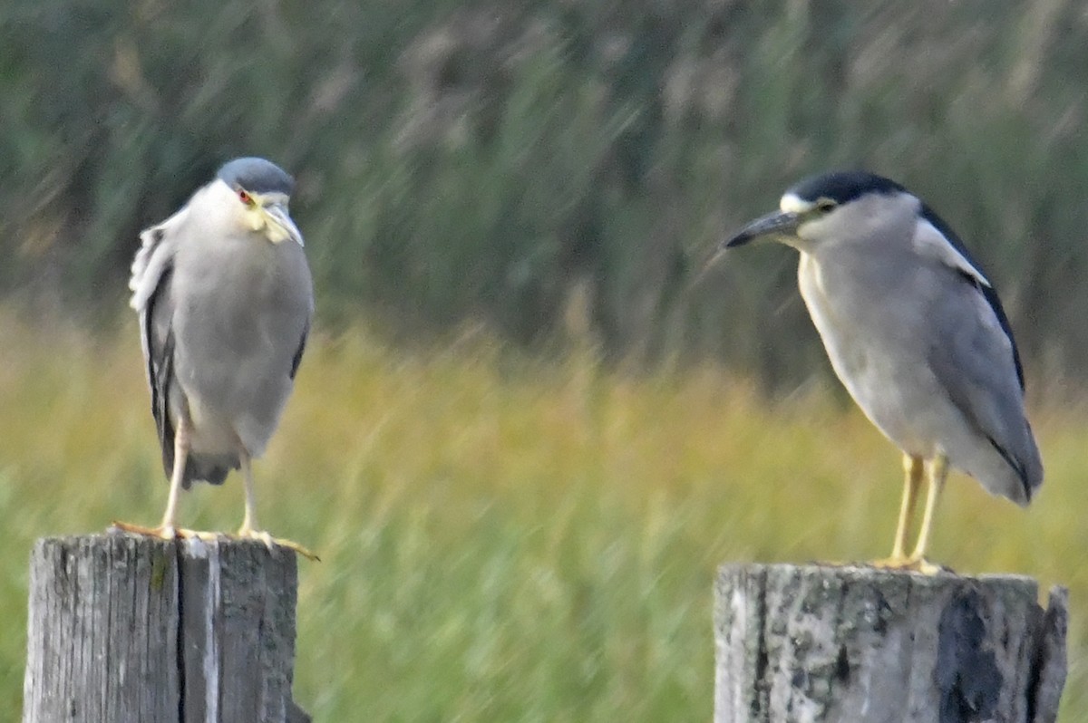 Ногоовор зашин - ML624055305