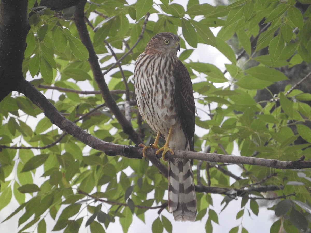 Cooper's Hawk - ML624055310