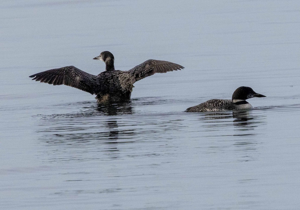 Common Loon - ML624055319