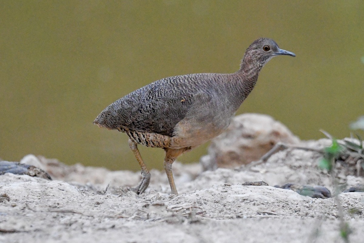 Undulated Tinamou - ML624055322