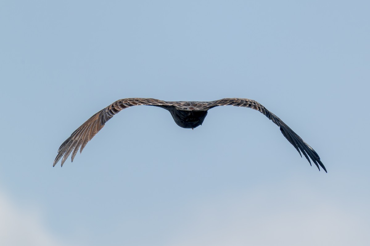 Turkey Vulture - ML624055323