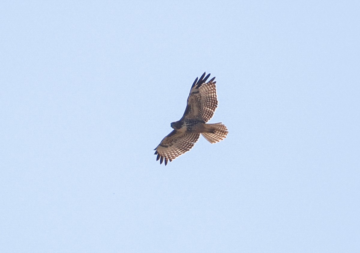 Red-tailed Hawk - ML624055329