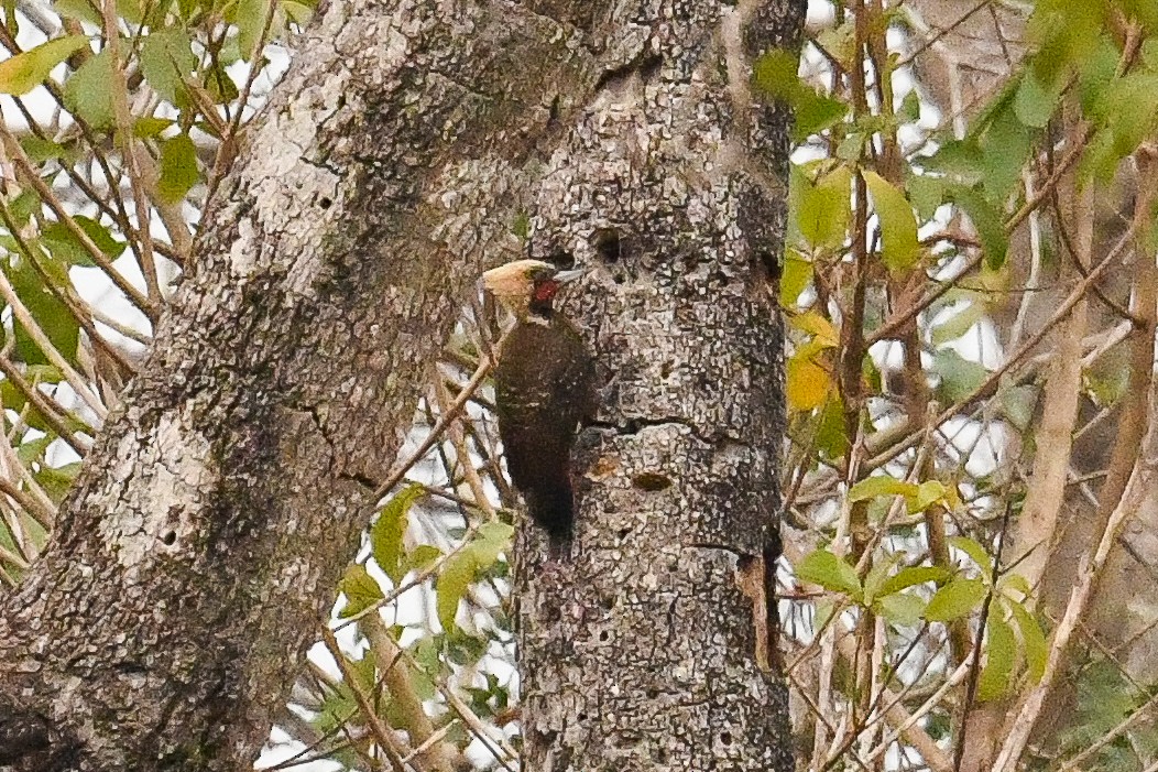 Pale-crested Woodpecker - ML624055330