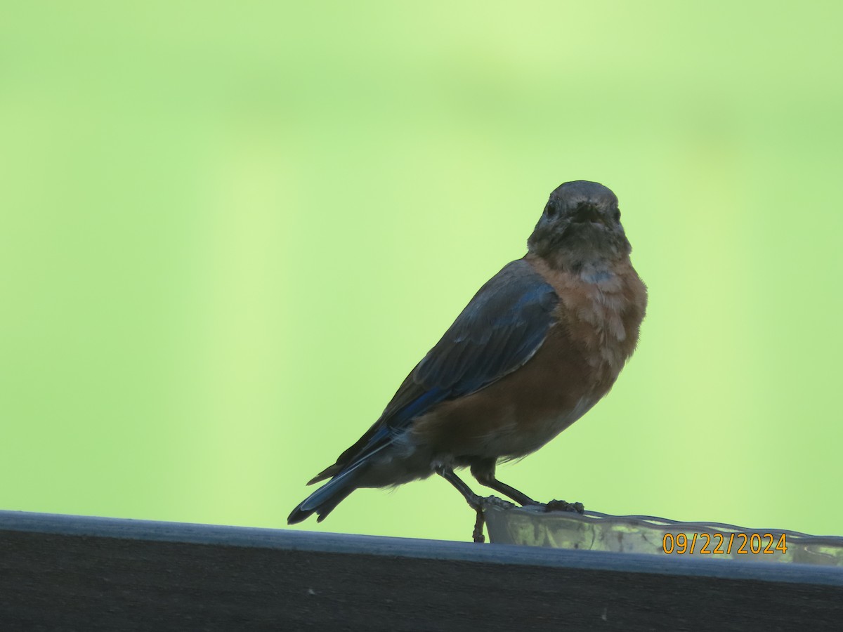 Eastern Bluebird - ML624055332