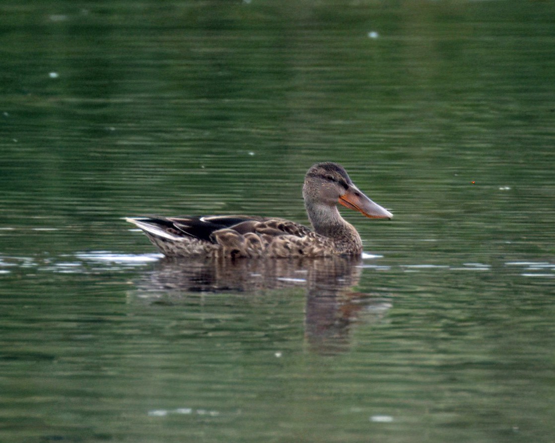 Northern Shoveler - ML624055338