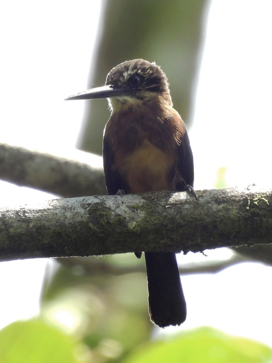 Brown Jacamar - ML624055345