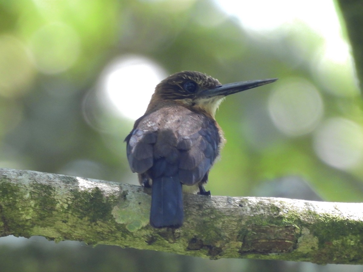 Brown Jacamar - ML624055346