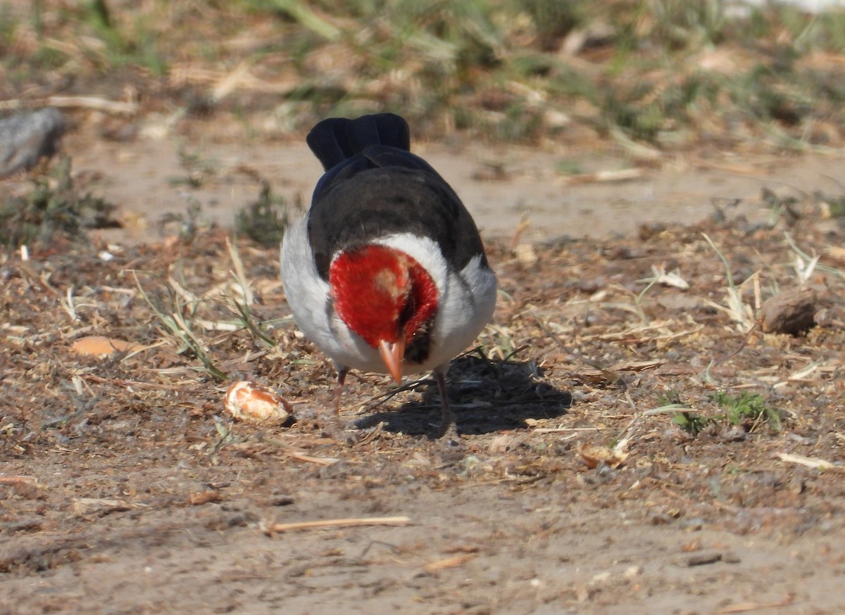 Yellow-billed Cardinal - ML624055357