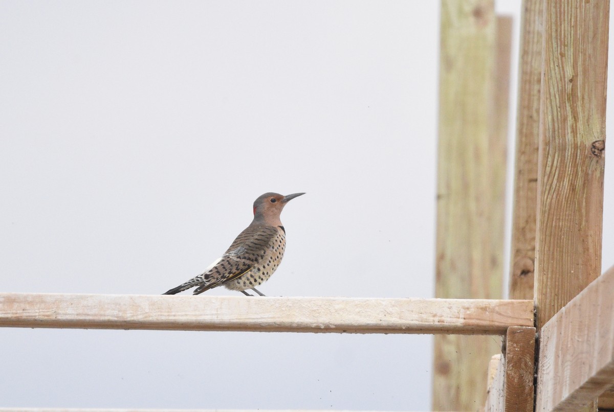 Northern Flicker - ML624055362