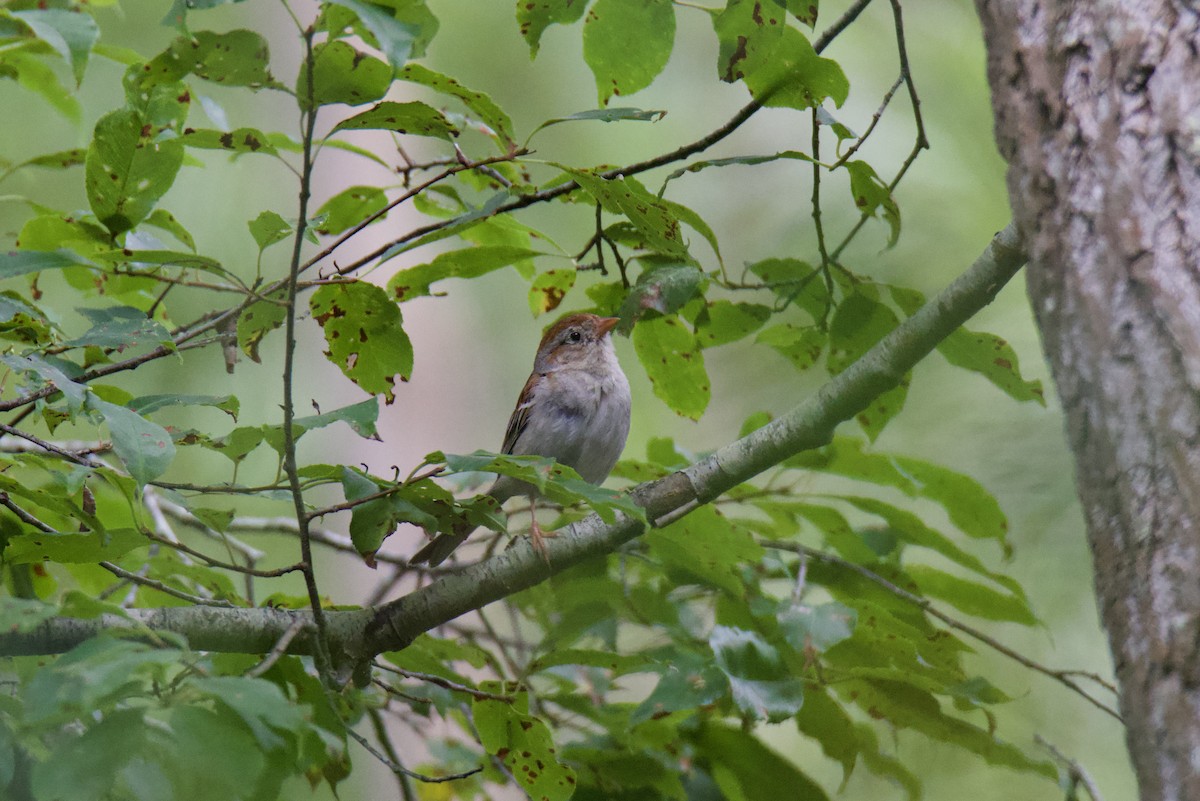 Field Sparrow - ML624055378