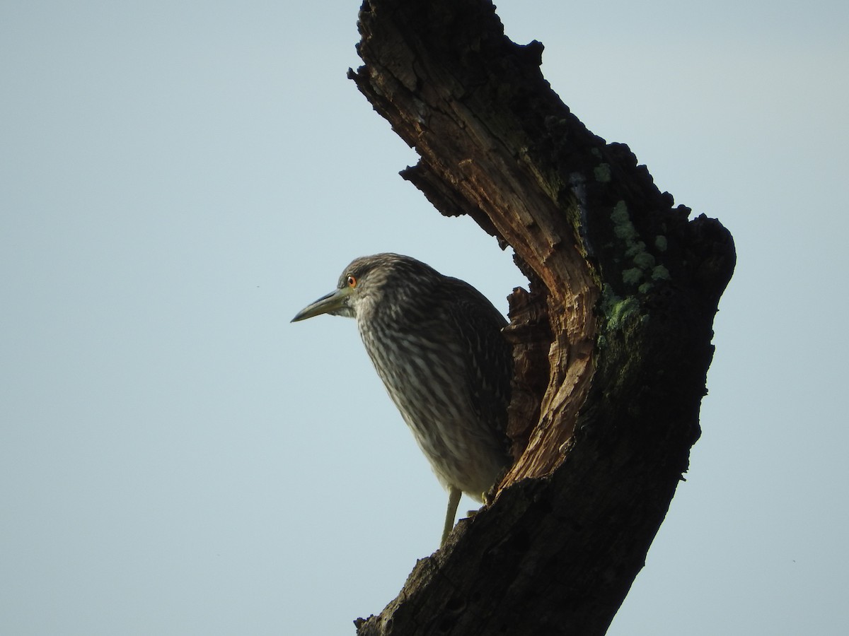 Black-crowned Night Heron - ML624055379