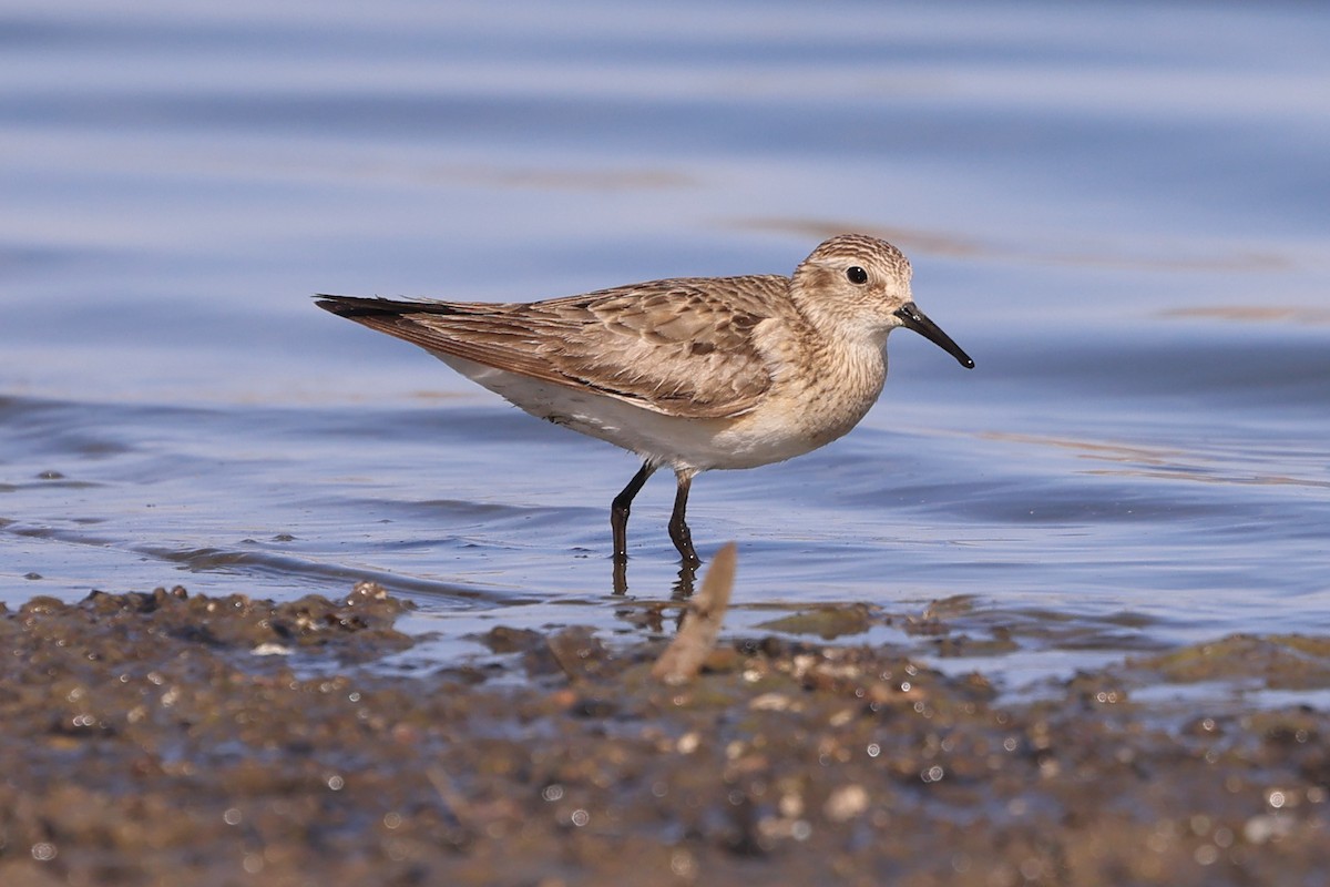 Baird's Sandpiper - Robert Hagen