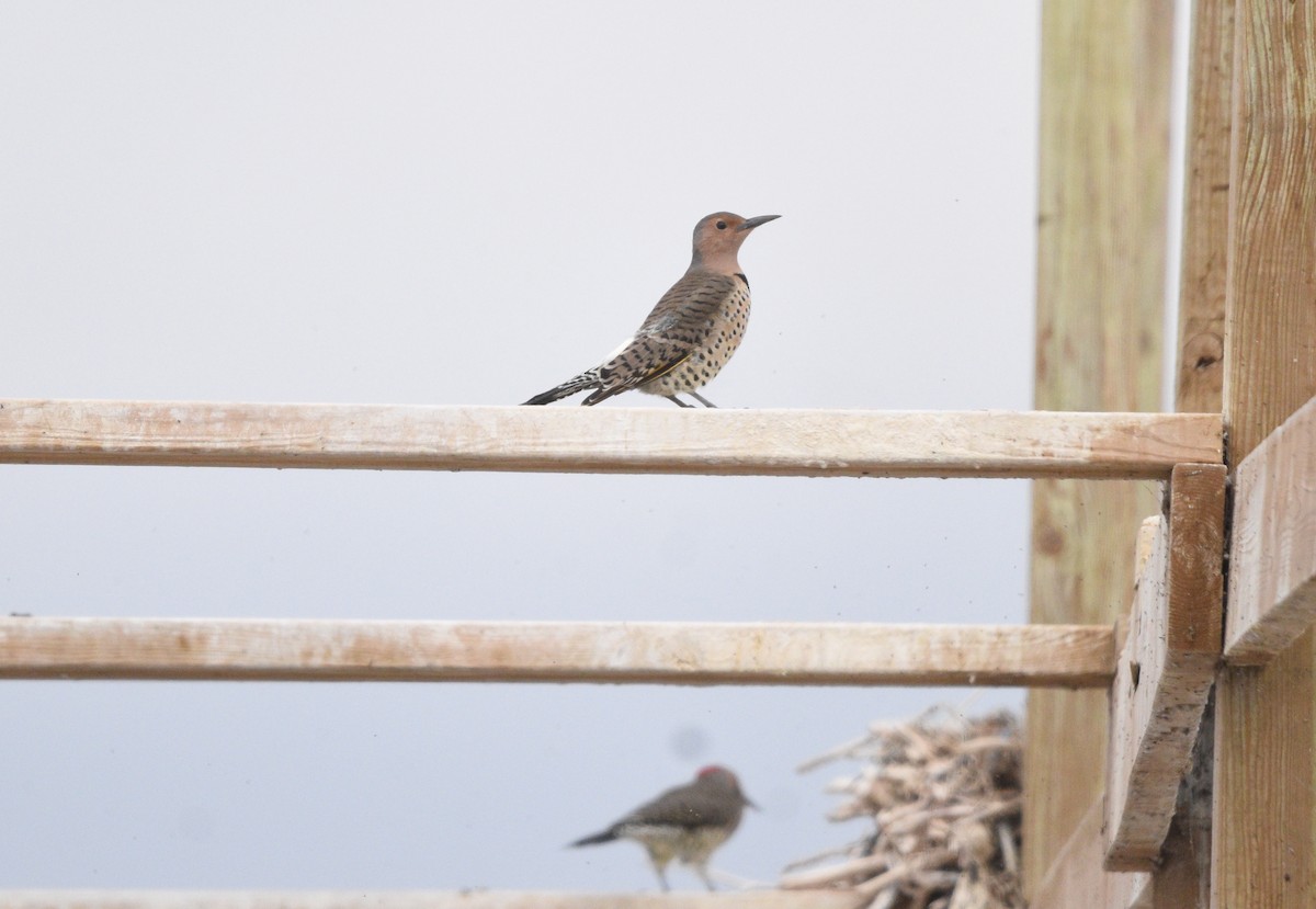 Northern Flicker - ML624055382