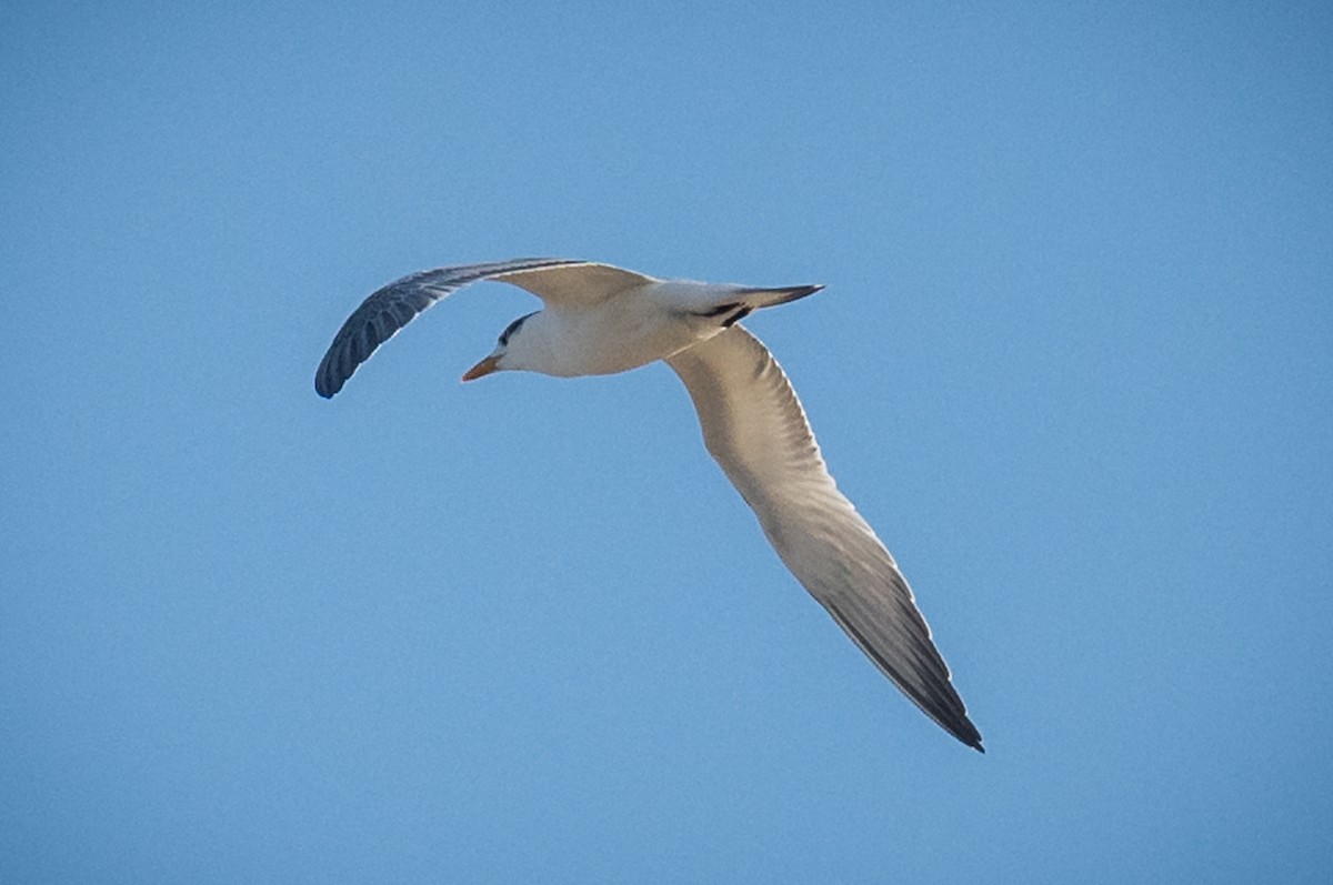 tern sp. - ML624055395