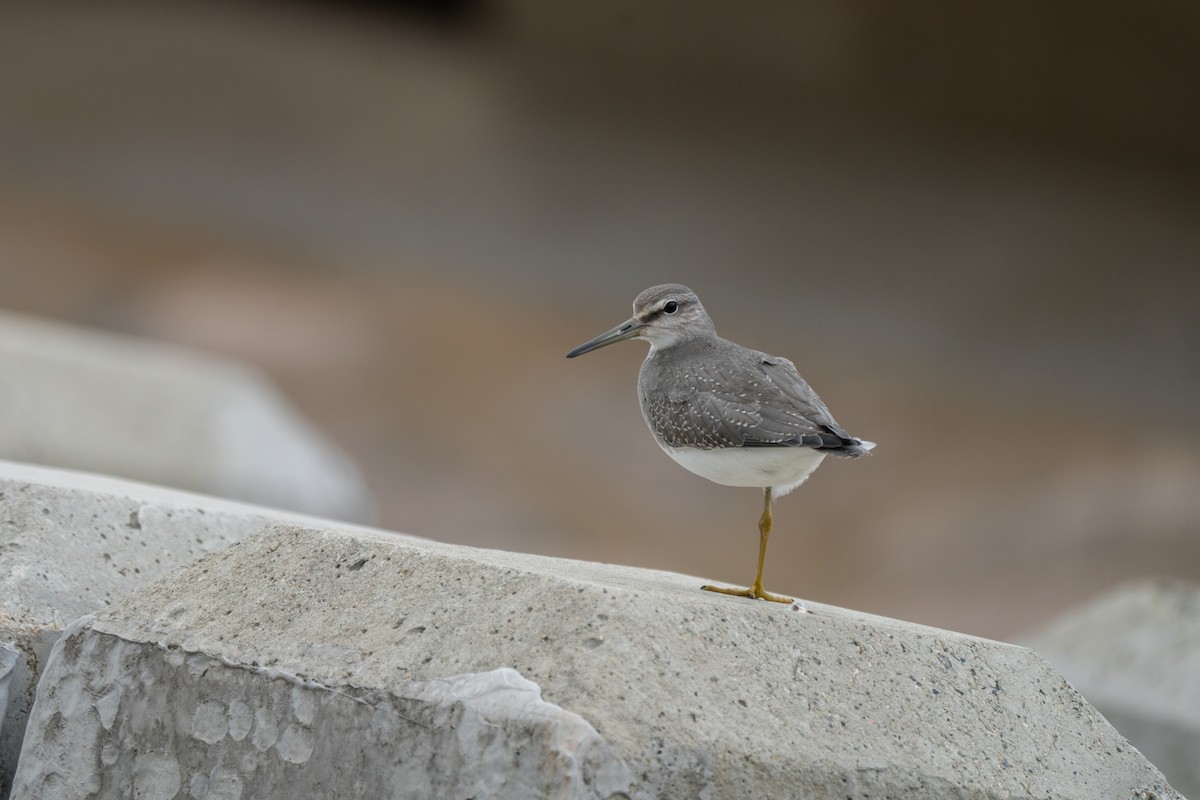 Gray-tailed Tattler - ML624055421