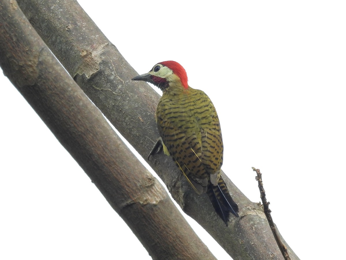 Spot-breasted Woodpecker - ML624055443