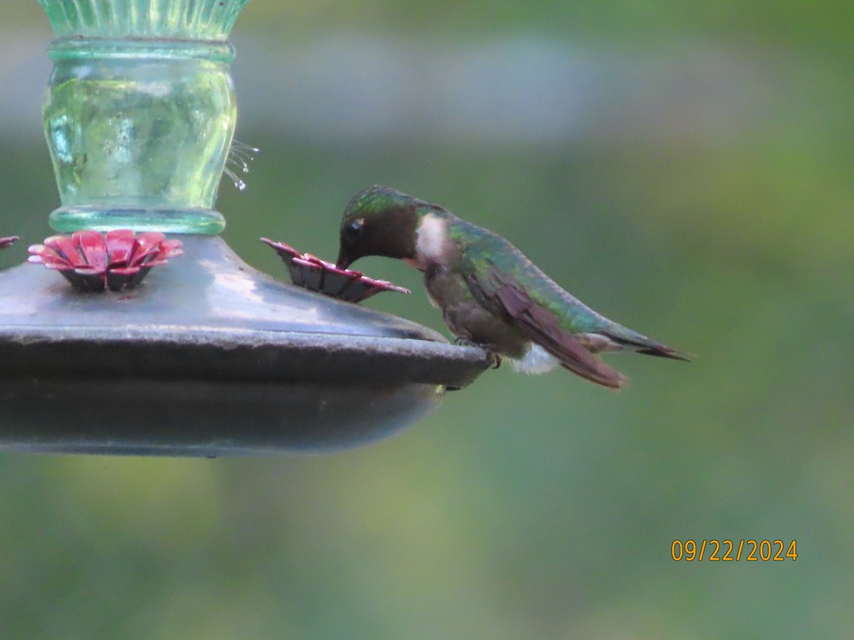 Ruby-throated Hummingbird - ML624055474