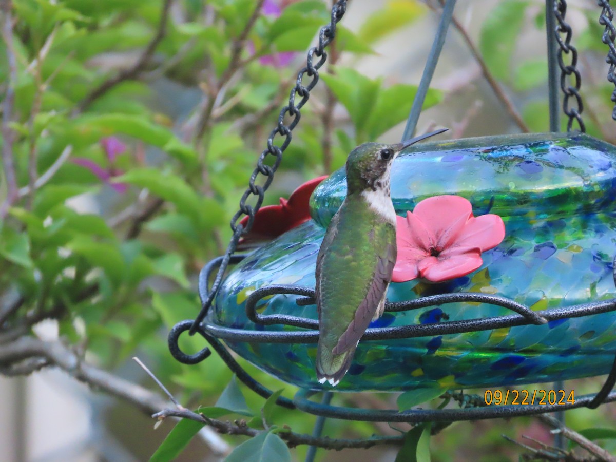 Ruby-throated Hummingbird - ML624055483