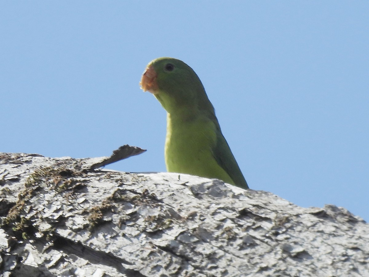 Spectacled Parrotlet - ML624055496