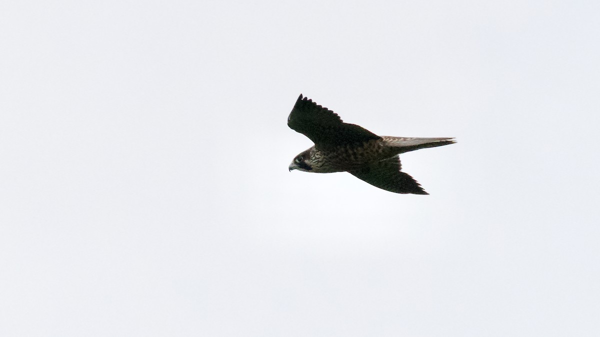 Peregrine Falcon - ML624055505