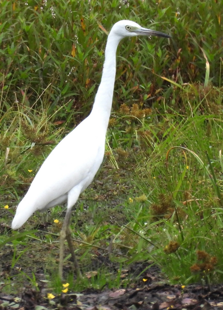 Little Blue Heron - ML624055521