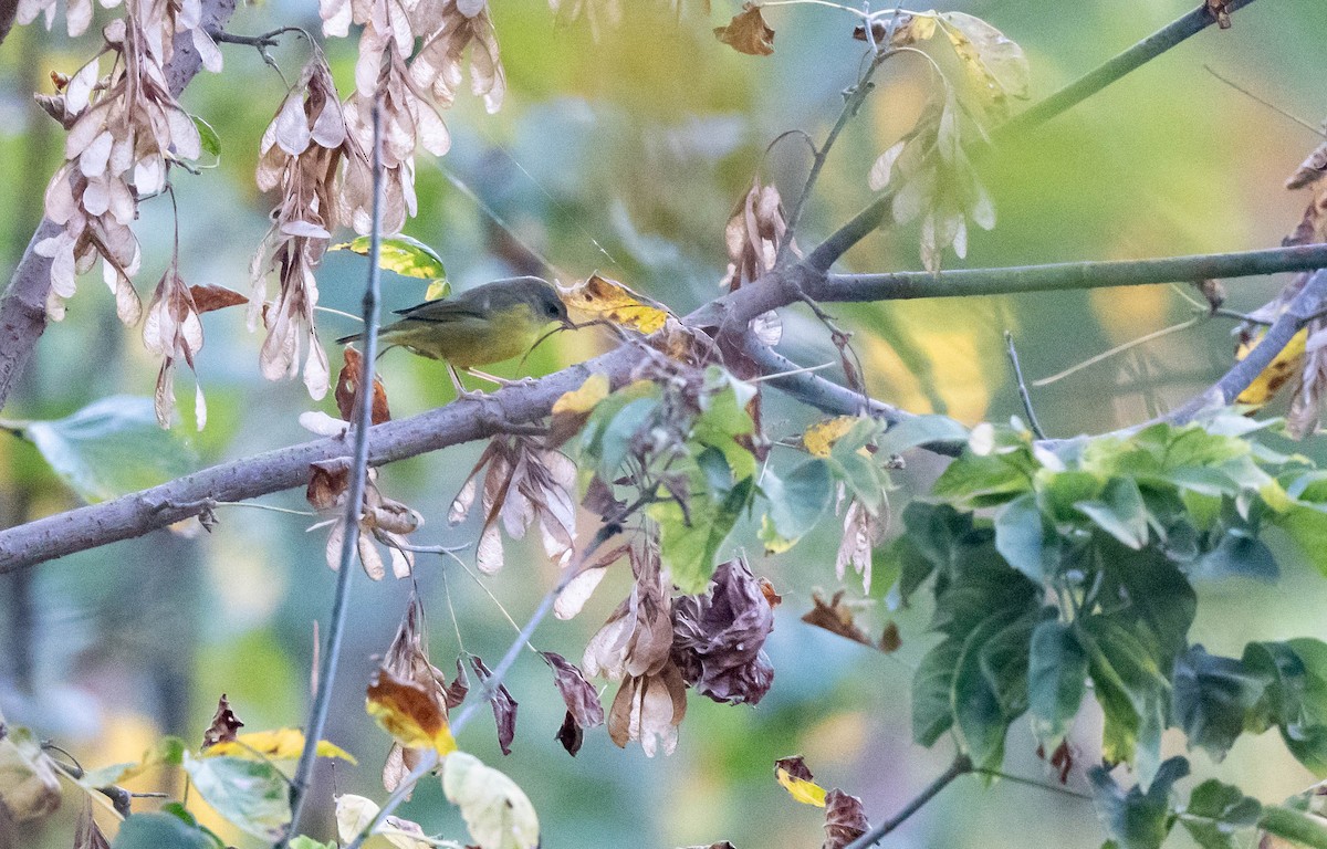 Mourning Warbler - ML624055523