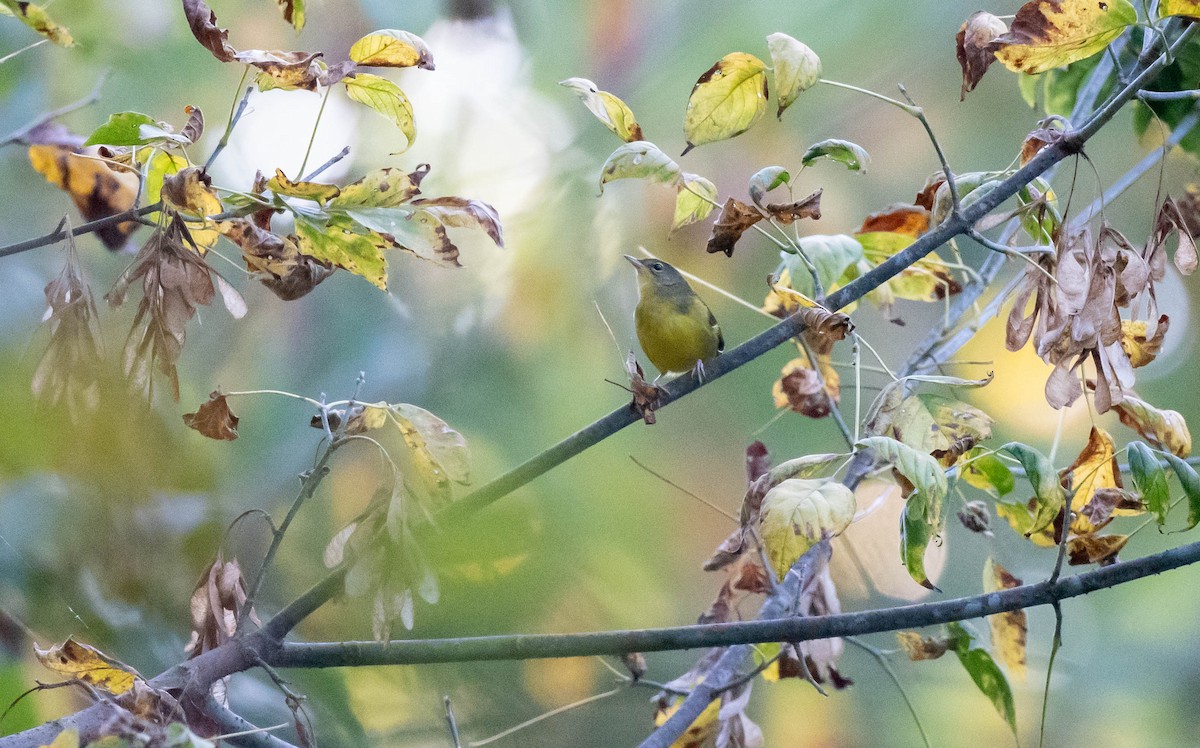 Mourning Warbler - Mandy Roberts