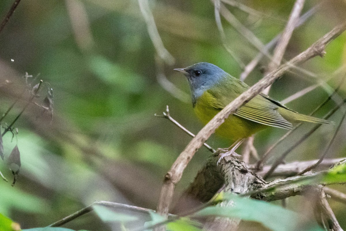 Mourning Warbler - ML624055525