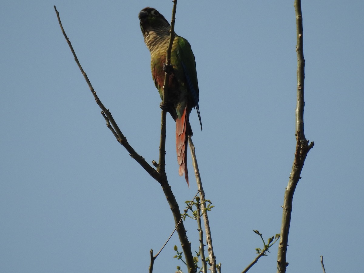 Green-cheeked Parakeet - ML624055531