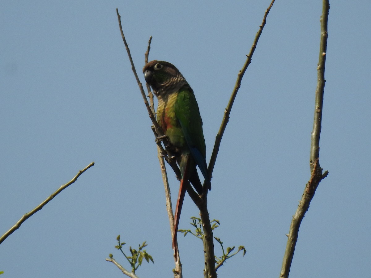 Green-cheeked Parakeet - ML624055532