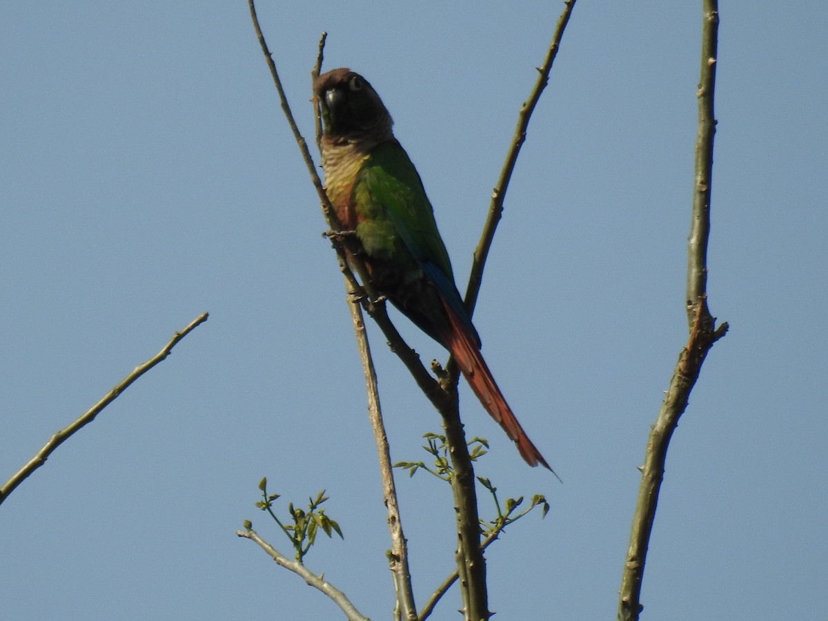 Green-cheeked Parakeet - ML624055533