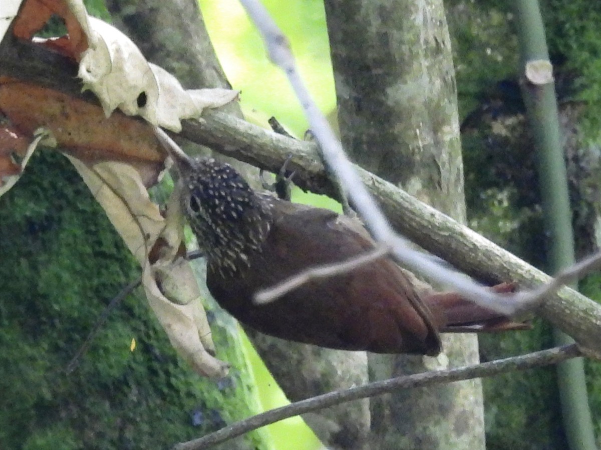 Straight-billed Woodcreeper - ML624055539