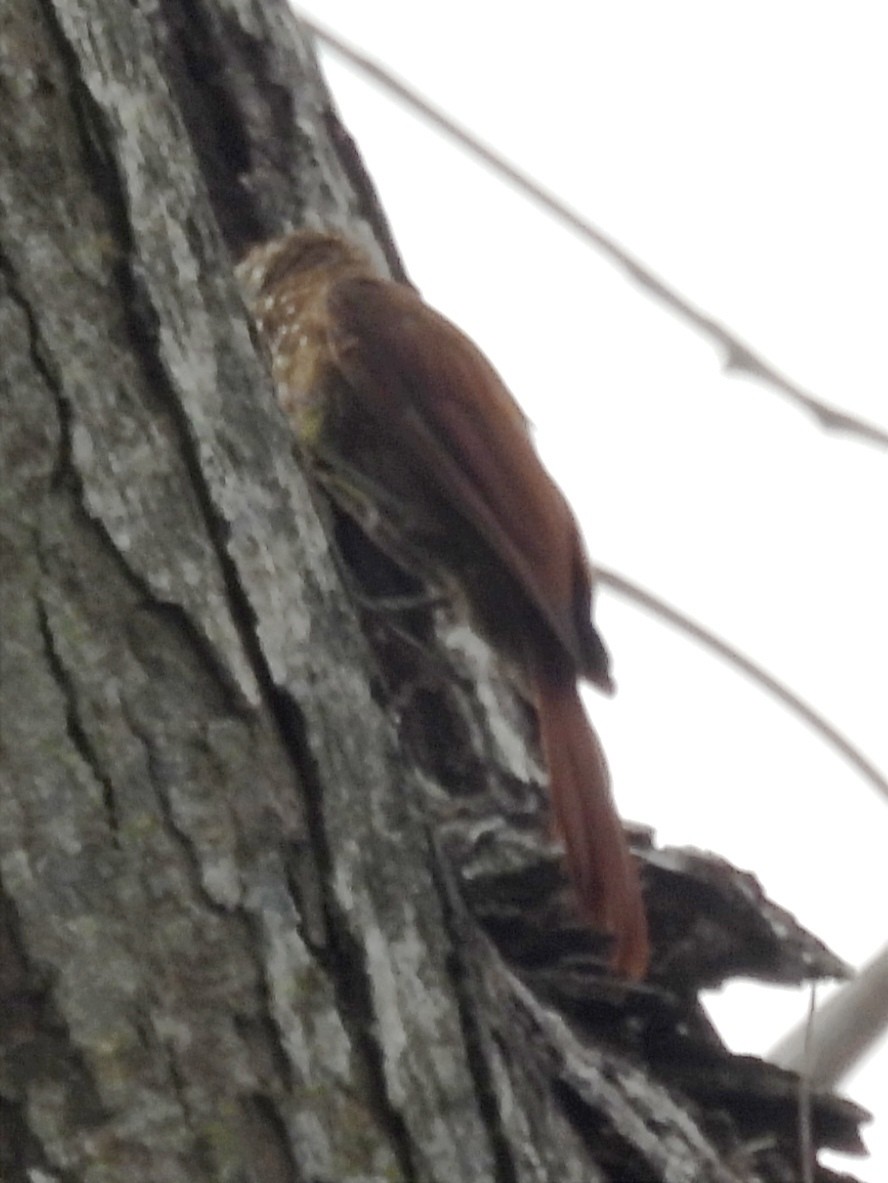 Straight-billed Woodcreeper - ML624055540