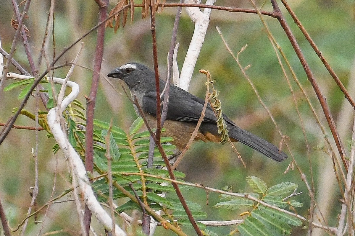 Pepitero Grisáceo del Amazonas - ML624055542