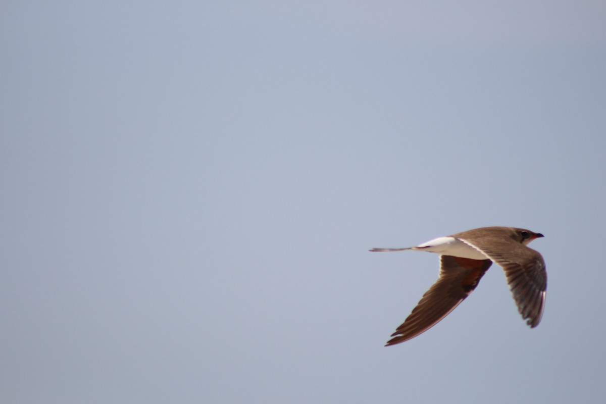 Collared Pratincole - Rodrigo Díaz